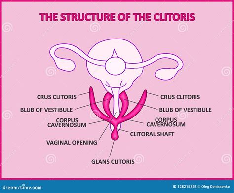 klitoris anatomisi